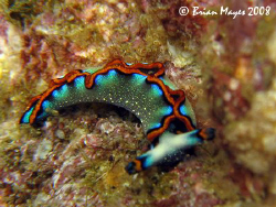 A tiny but beautiful Thuridilla indopacifica...¸><((((º>.... by Brian Mayes 